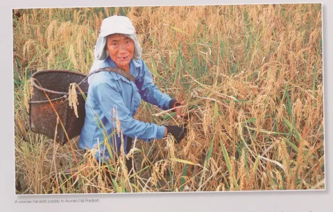 A woman harvests paddy in AP