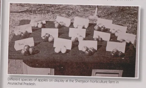 Different species of apples on display at the Shergaon horti