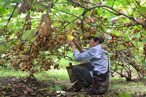 Establishment of Kiwi Orchard in the North Eastern Region of India