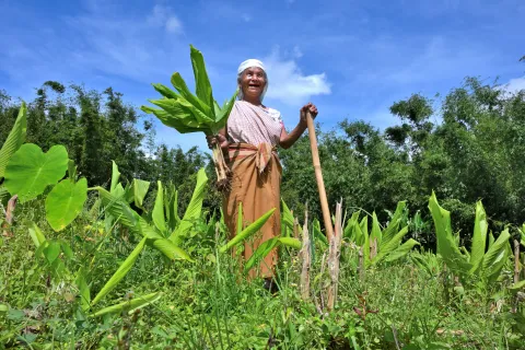 Upscaling the cultivation, post-harvest management processing of Lakadong Turmeric