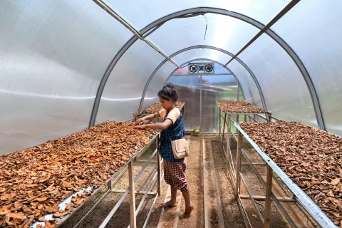 Upscaling the cultivation, post-harvest management processin of Lakadong Turmeric