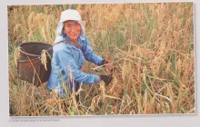 A woman harvests paddy in AP