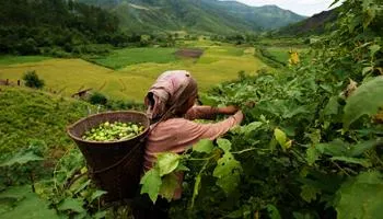 Agriculture Agriculture and Allied