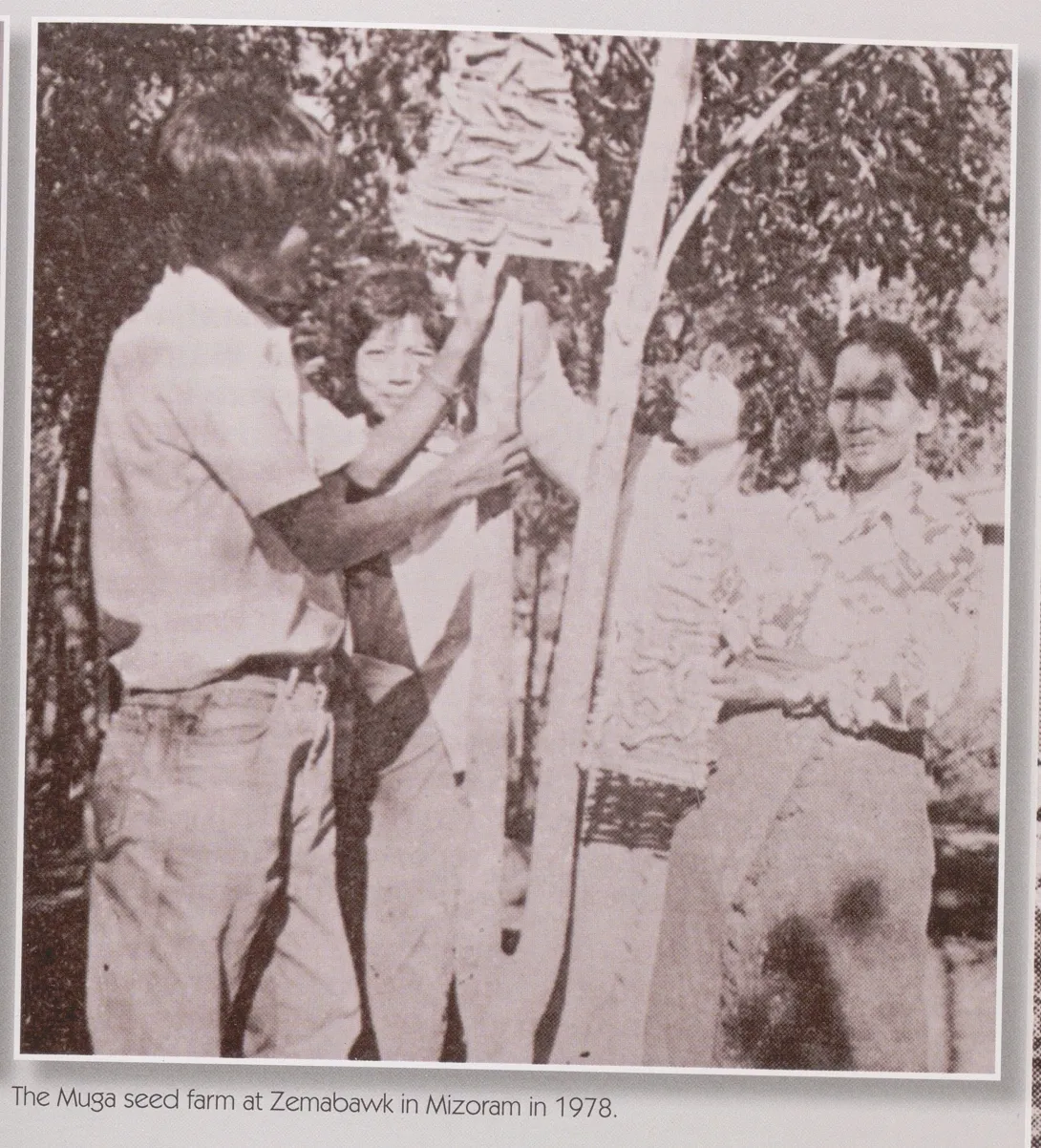 The Muga seed farm at Zemabawk in Mizoram in 1978